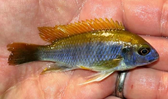Gephyrochromis lawsi 'Londo'